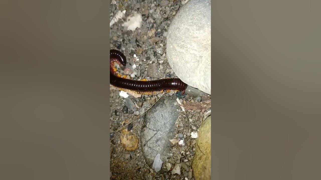 how-many-feet-does-a-millipede-have-youtube