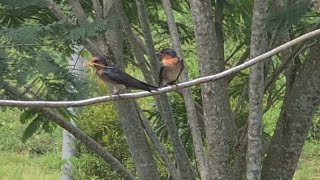 Download Lagu Proses Burung Sriti Membuat Sarang Sampai Siap Dihuni MP3