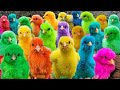 Ayam Lucu, ayam warna warni, ayam rainbow, kelinci lucu, bebek lucu, ikan koi, Hewan Lucu
