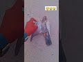 love birds and pigeon #punjabi #pigeon #trending #kabootar #ytshorts #ytviral #sundh_dihat_shorts