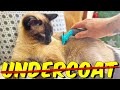 Stopping your siamese cats shedding
