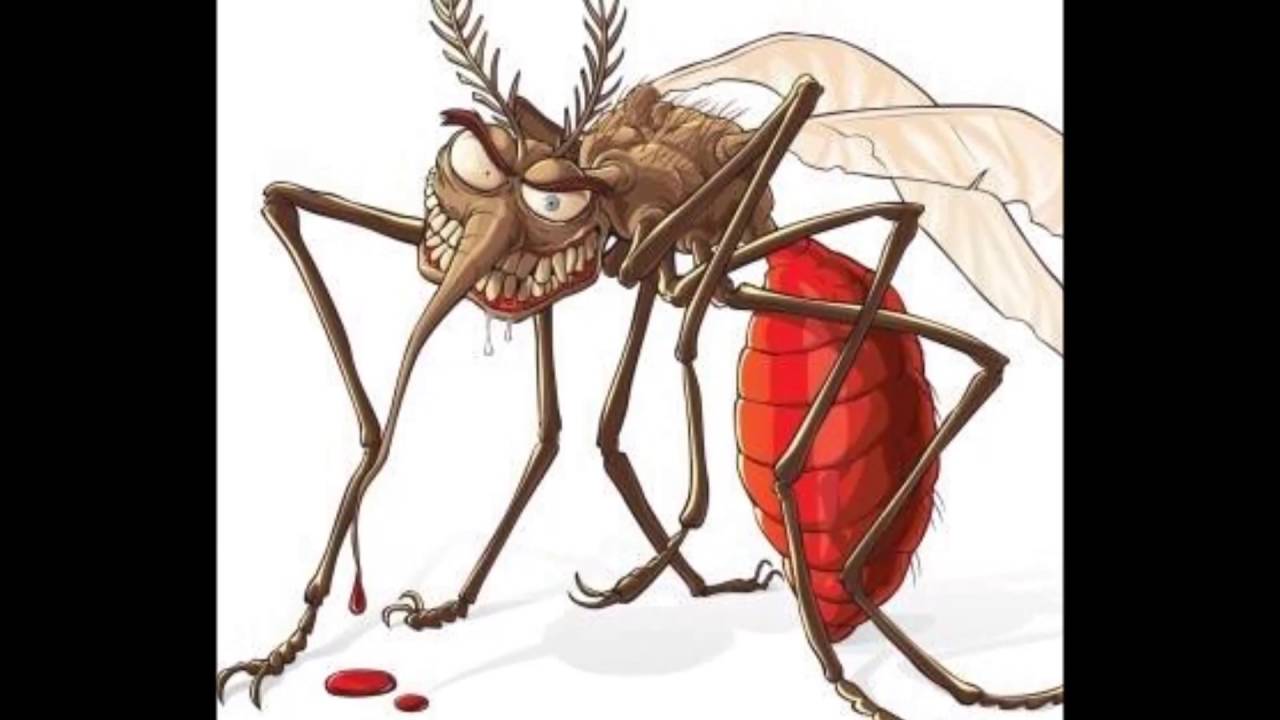 Cuantas veces puede picar un mosquito