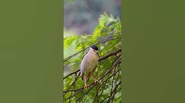 Thumbnail of Black crowned Night Heron #arrahman  #coversong #naturelovers #wildlife #song #birds #indiansafari