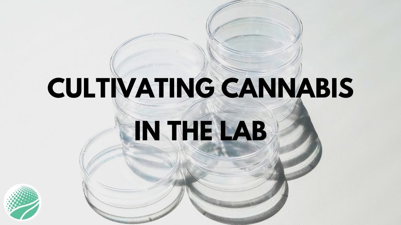 Lab Cultivation: Exploring Sustainable, Cost Effective and Consistent Cannabinoid Development