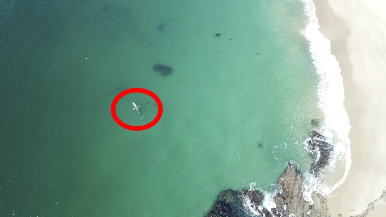 People On The Beach Dont Even See This Gray Whale Feeding Right Next To Them!