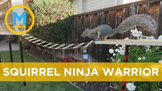 Former NASA engineer @MarkRober makes incredible obstacle course for squirrels | Your Morning