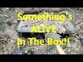 Creepy Homeless Camp With a Buried Box.