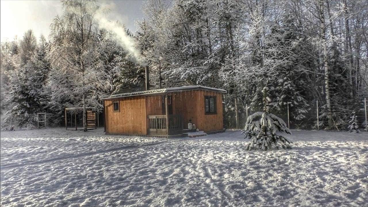 First Snow At Our Off Grid Cabin: A Fox Came to Visit. - YouTube