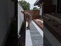 Watch us transform this boring dirt path into a sleek, modern walkway   🛠️ #backyardtransformation