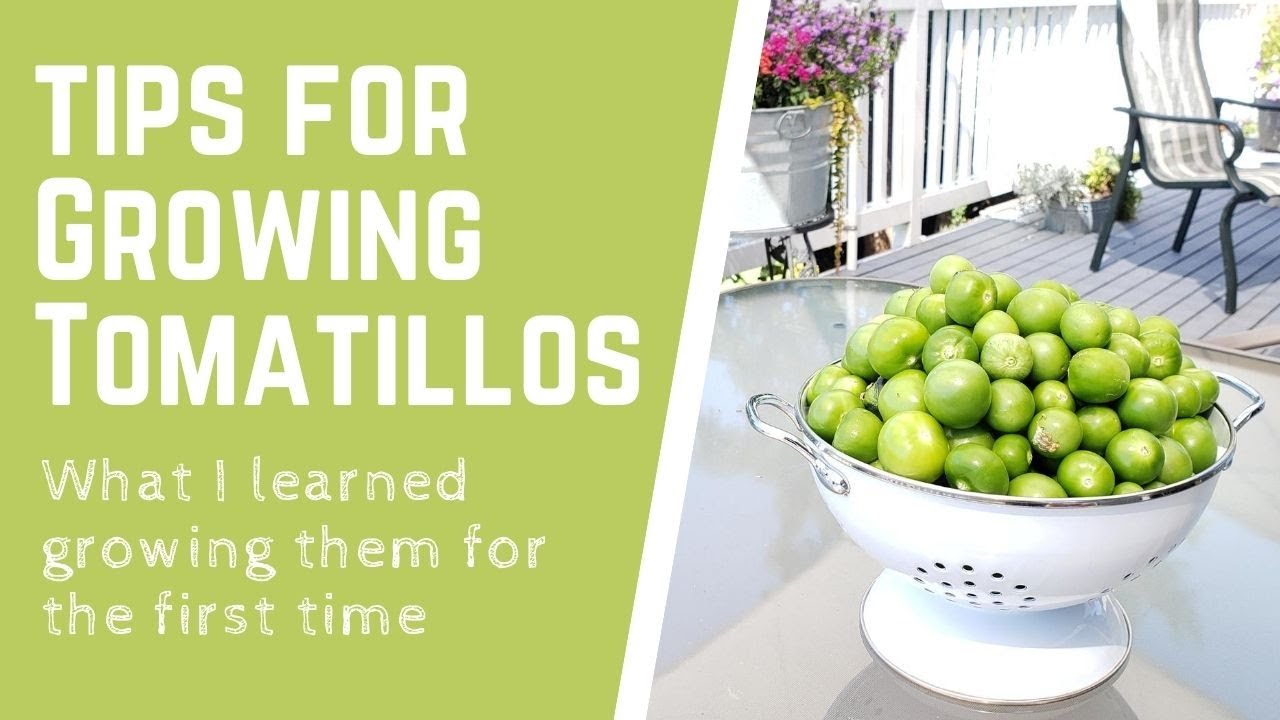 Tips For Growing Tomatillos - What I Learned Growing Them For The First Time