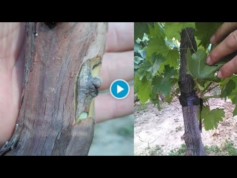 Видео: Усан үзмийн модны нахиа гэж юу вэ?