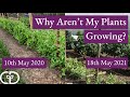 Why aren't my plants growing? (Cold Spring 2021, comparing slow growth to 2020.)