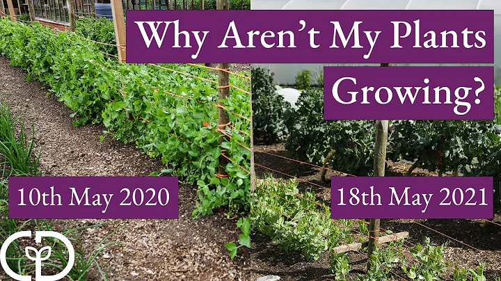 Why aren't my plants growing? (Cold Spring 2021, c...