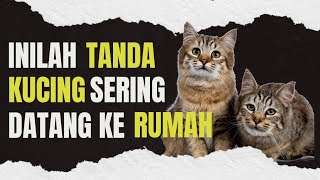 Tanda Kucing Datang ke Rumah | Pesan Rahasia dalam Islam