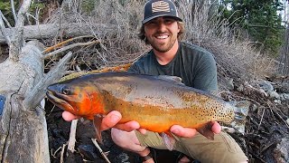 HUNTING GIANT TROUT w/ the FLY ROD!! (CATCH & COOK)