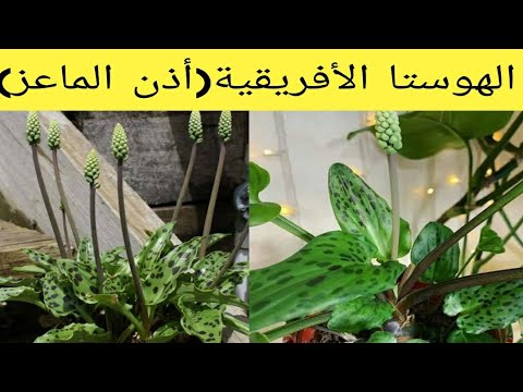 فيديو: تعرف على الهوستا الأفريقي - كيفية زراعة نباتات الهوستا الأفريقية