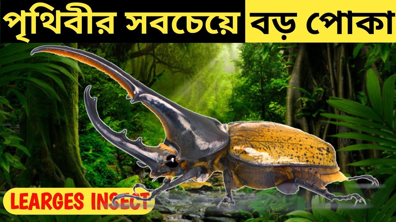 বিশ্বের সবচেয়ে বড় ৮ ভয়ালদর্শন পোকা | The world's largest 8 ...