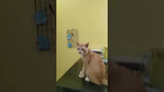 Download Lagu Janji kucing MP3 Download Lagu Janji kucing MP3