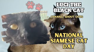 Luci the Black Cat -  National Siamese Cat Day