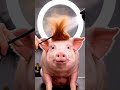 Hyper-Realistic AI Pig Gets a Haircut (Google Veo) #shorts #trending #viral