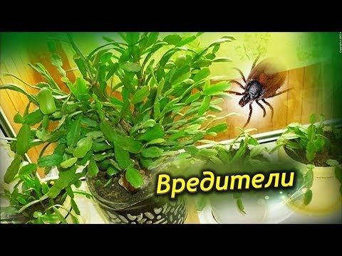 Видео: Рождественские проблемы кактуса - как лечить распространенные болезни рождественского кактуса