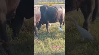 गऊ माता के सबसे प्रिय साथी है shortsfeeds nepal new ayodhya villagelife big cow गाय vlog