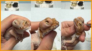 Veterinarian Treats the Largest Cyst Ever & Severe Vitamin Deficiency | Animal Rescue Gecko