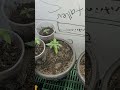 seguimiento de cultivo /fotoperiodicas