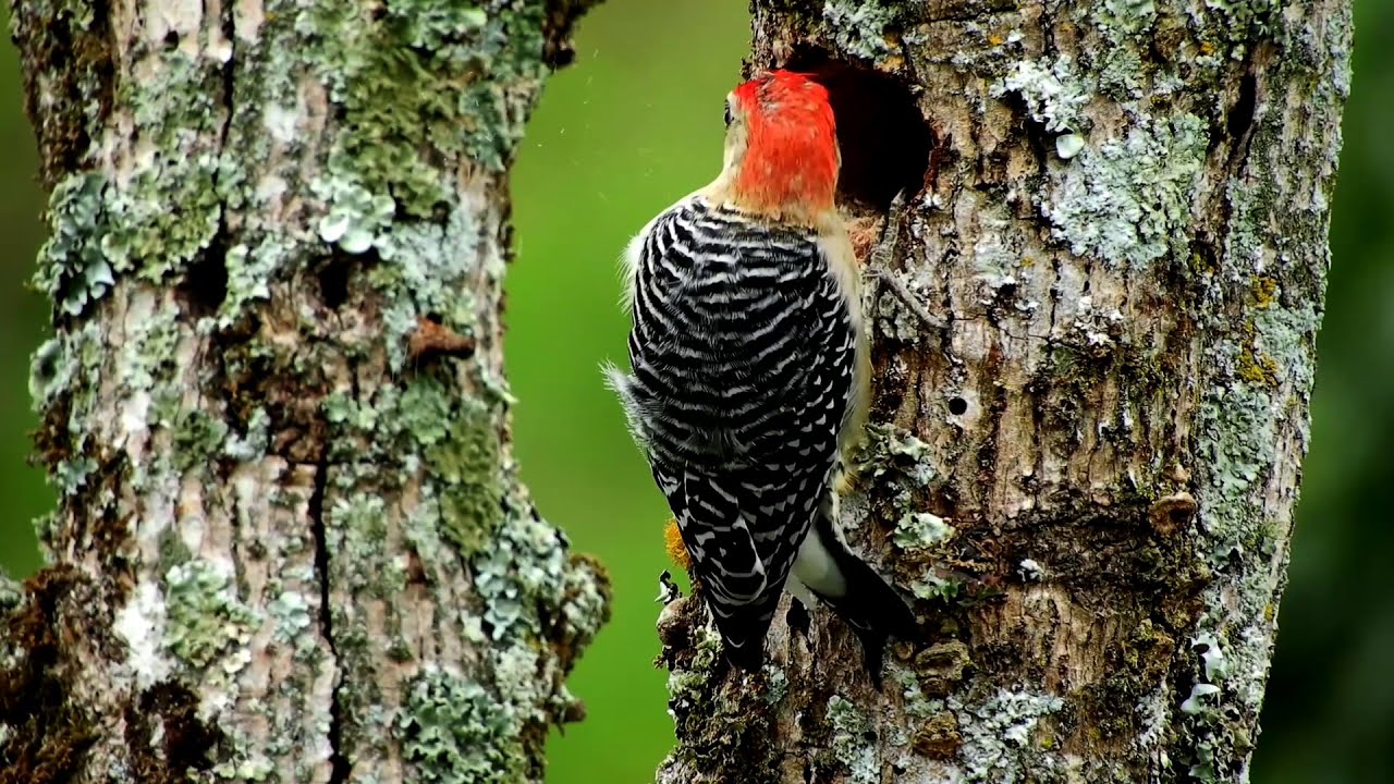 The Beautiful Woodpecker and their activities.