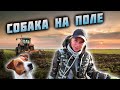 Весёлые собаки мешают копать. РАСПАХАННЫЕ УСАДЬБЫ.