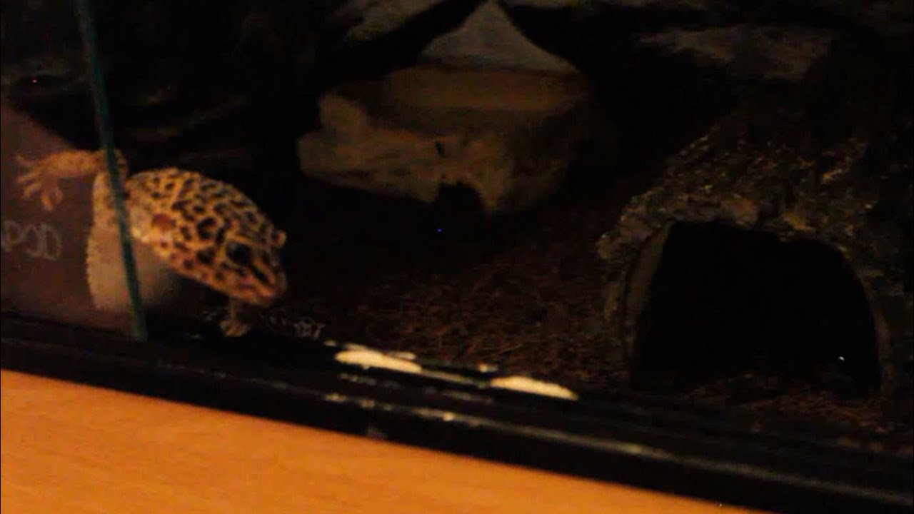mothman Waxworm Feeding Session | Leopard Gecko