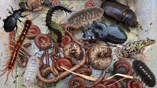 OMG Catching INSECTS,Earth Worms,Coconut worms,Venomous Centipedes,Bugs,Coconut Worms #insects 1