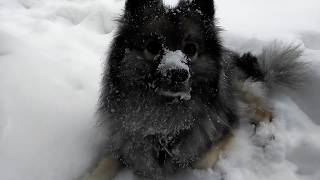 [Slow TV] Keeshond Winter Walk