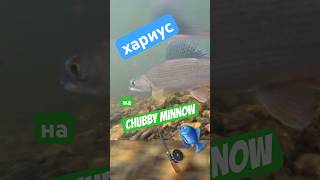 Хариус на Chubby minnow  #norstream #jackall #fishing #рыбалка