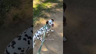 'now that I have a scary, big dog l'll never feel unsafe walking alone ever again' #dalmatian #dog