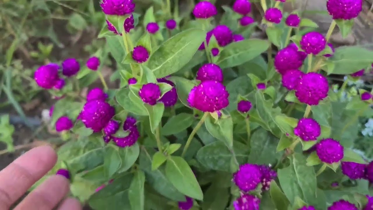 Köyde Gelinimizin Bahçe Çiçek Tarhları