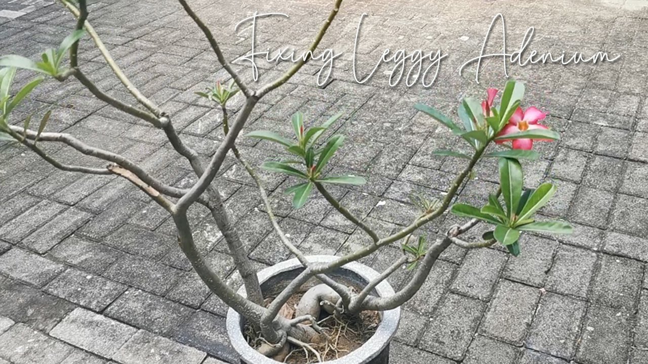 How I Fix Leggy Adenium