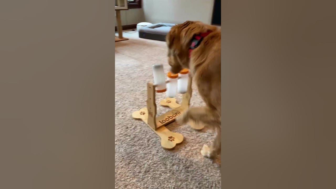 Dog Food Puzzle Feeder Toy - Loobani