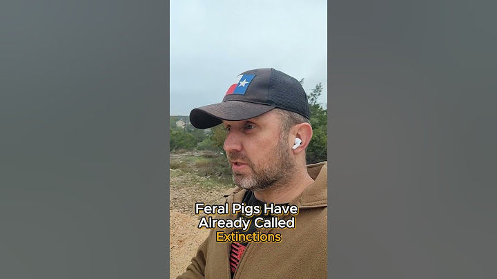 Feral Pig population control