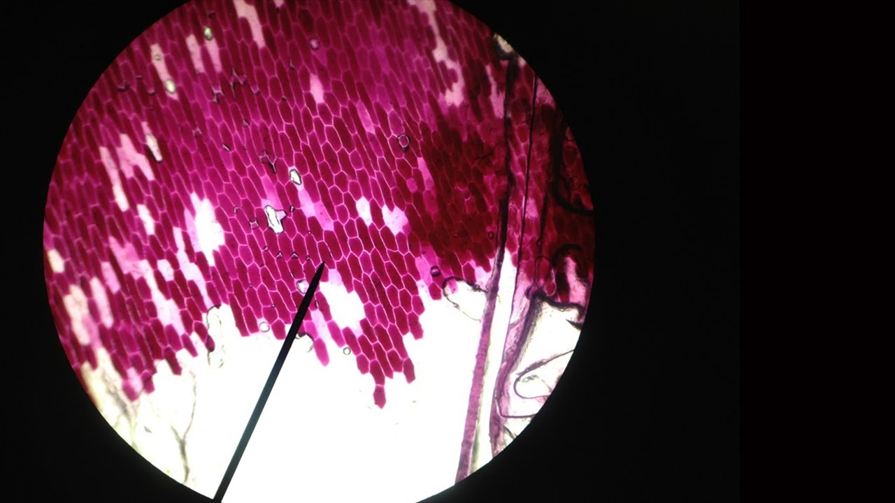 Osmotic Duo / don't knock too hard / Pusdorf Sessions #3