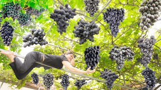 Harvesting BLACK GRAPES & Make donuts filled with tiger prawns Goes to the market sell