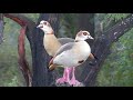 Нильский или египетский гусь (лат. Alopochen aegyptiaca) - The Nile or Egyptian goose.