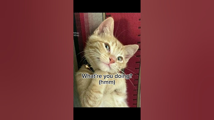 Send this to your best friend💖🫶 #viral #cat #kitty #funny #cute #shorts #hashtag #bestie #fyp