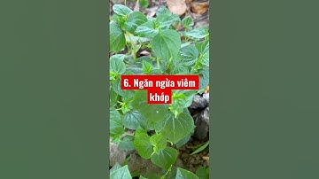 8 công dụng tuyệt vời của rau càng cua