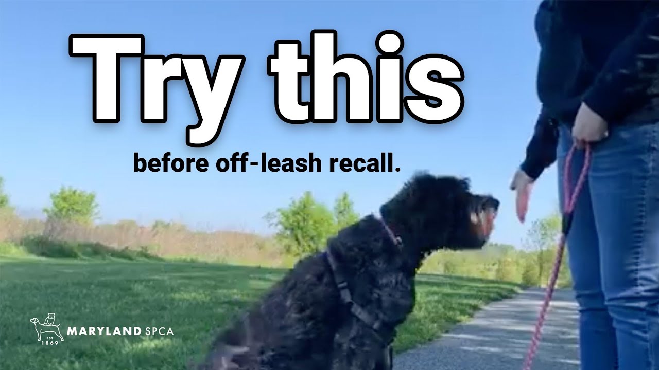 recall leash