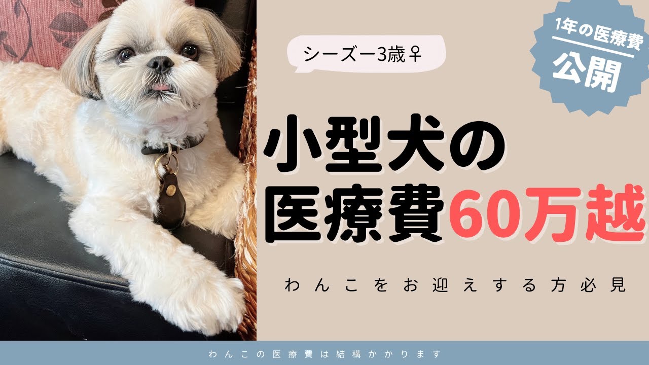 小型犬 お金の話】3歳のシーズー1年で60万以上医療費かかります わんこ