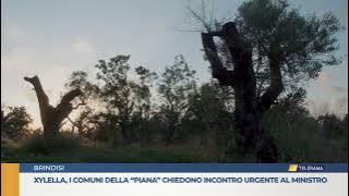 Xylella, i comuni della “piana” chiedono incontro urgente al ministro