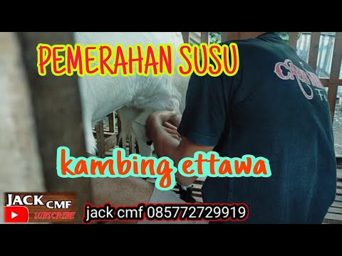 JACK CMF : CARA MEMERAH SUSU KAMBING ETTAWA