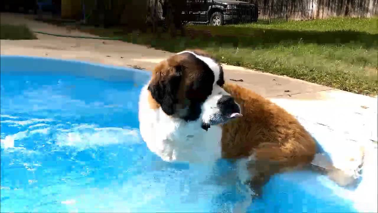 Dog Walkers in San Antonio YouTube