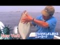 科釣研　釣り　ヒラメががんがん釣れるニューヨーク